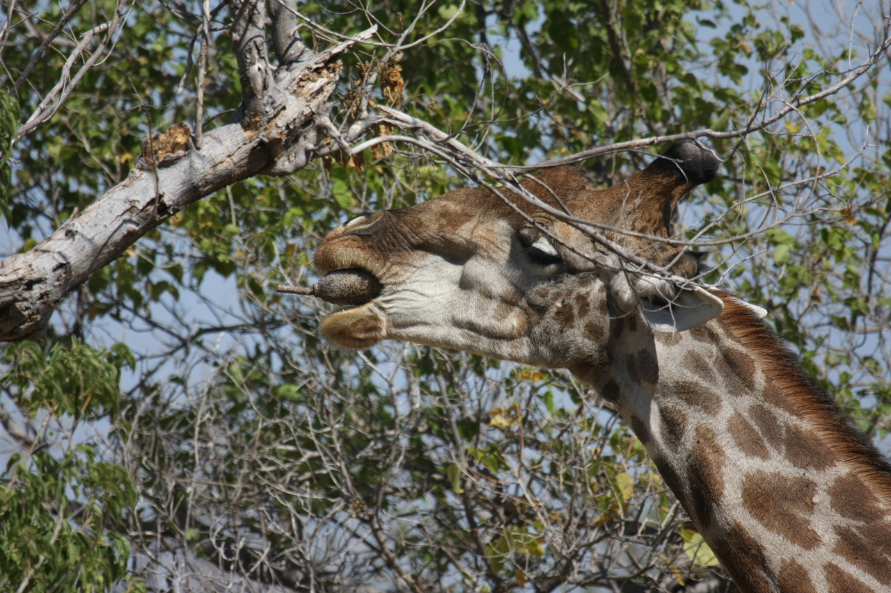 [24528] 2016_06_30_06_29_40_Africa_Canon_EOS_40D_IMG__11726.jpg