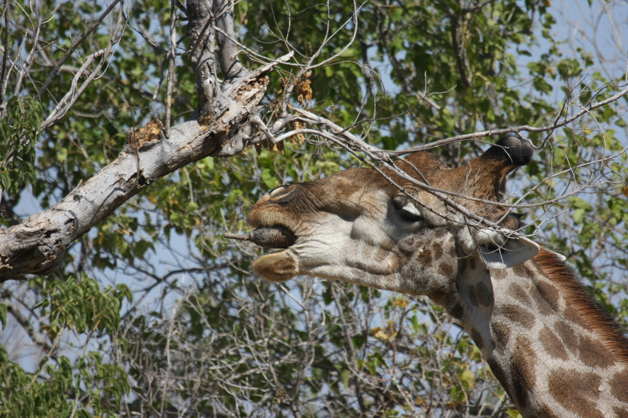 [24530] 2016_06_30_06_29_41_Africa_Canon_EOS_40D_IMG__00555.jpg