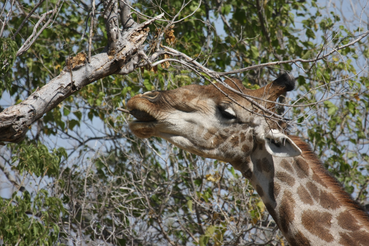 [24553] 2016_06_30_06_29_44_Africa_Canon_EOS_40D_IMG__04291.jpg