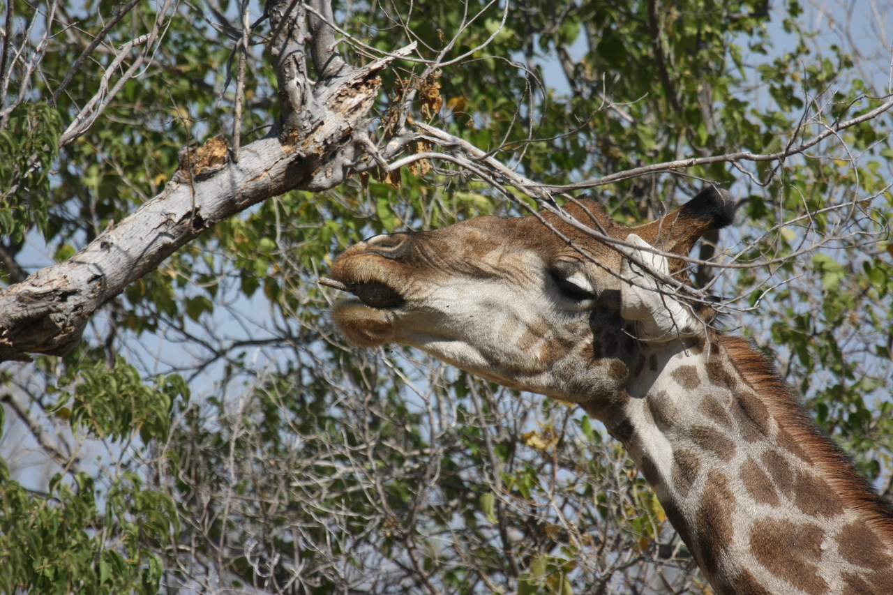 [24554] 2016_06_30_06_29_44_Africa_Canon_EOS_40D_IMG__11736.jpg