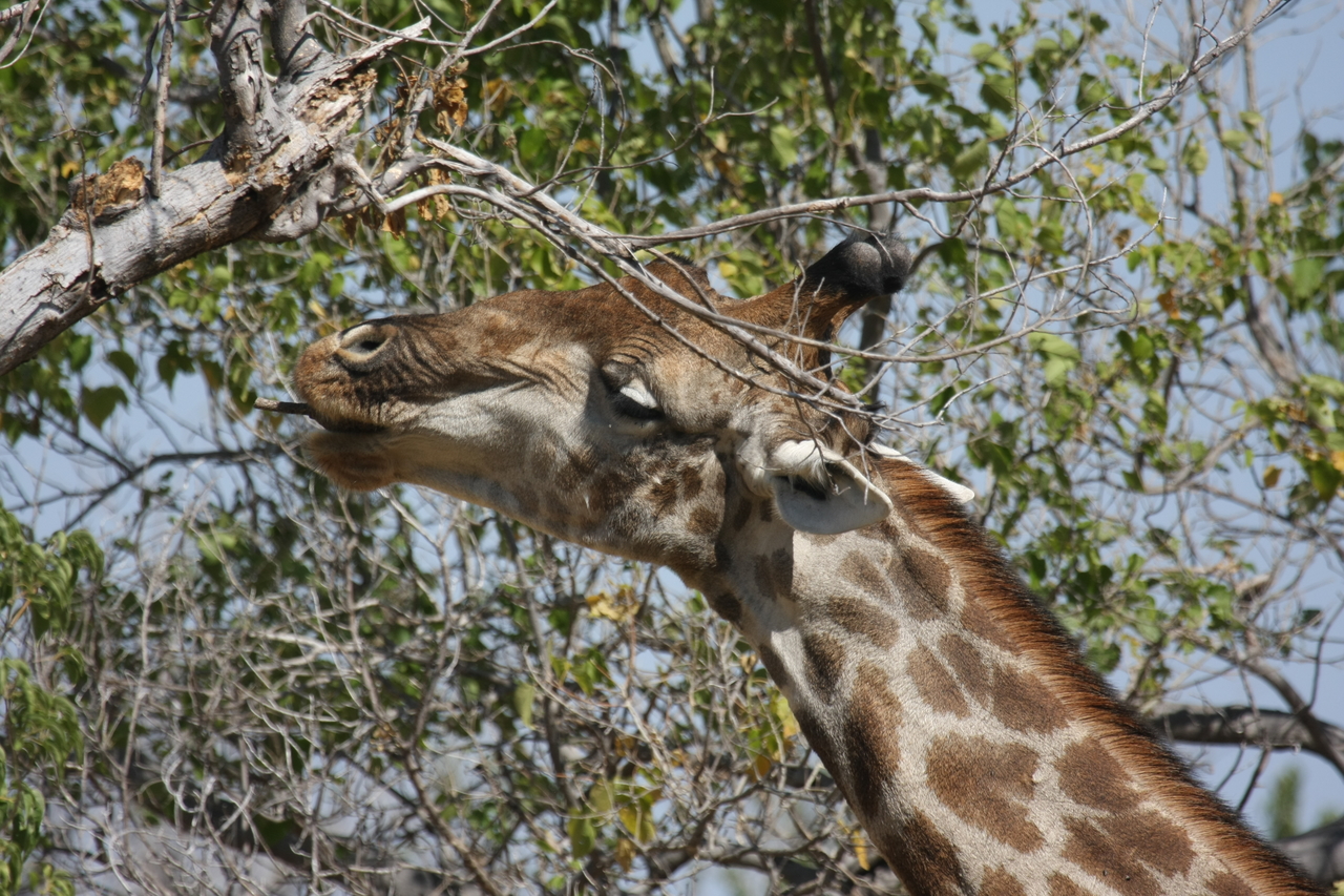 [24561] 2016_06_30_06_29_46_Africa_Canon_EOS_40D_IMG__04293.jpg
