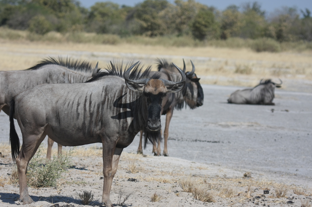 [24571] 2016_06_30_06_36_32_Africa_Canon_EOS_40D_IMG__11744.jpg