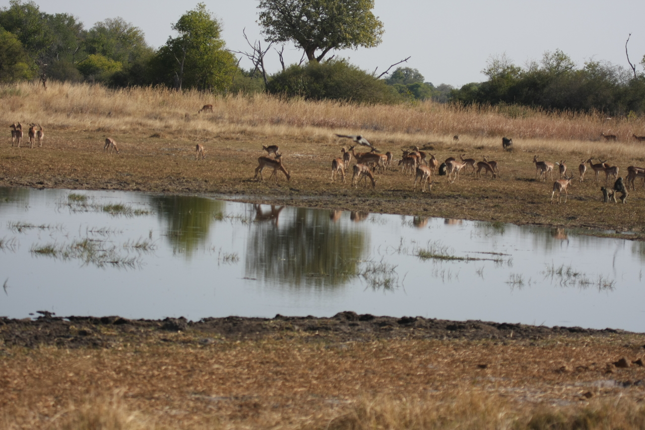 [24664] 2016_06_30_08_57_58_Africa_Canon_EOS_40D_IMG__11759.jpg