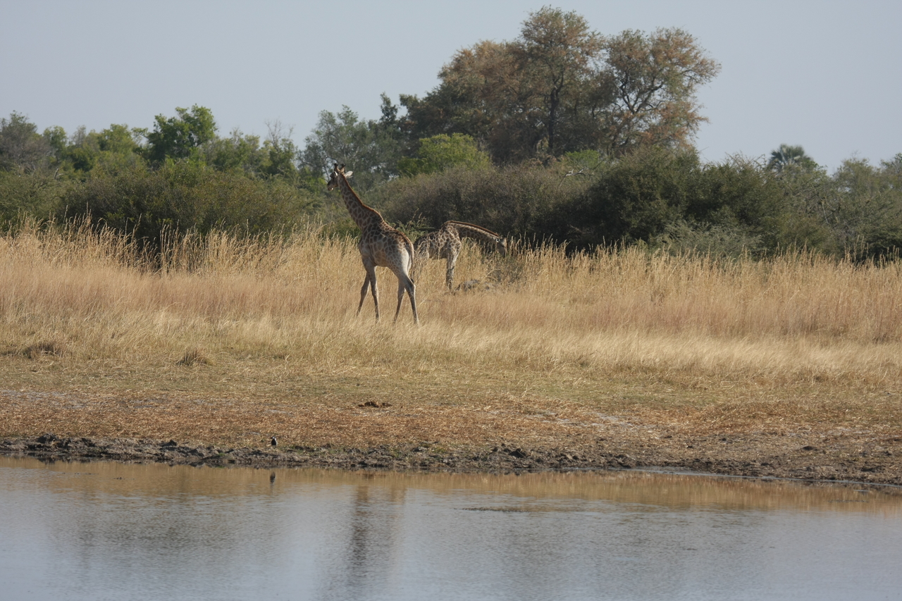 [24674] 2016_06_30_08_58_25_Africa_Canon_EOS_40D_IMG__04316.jpg