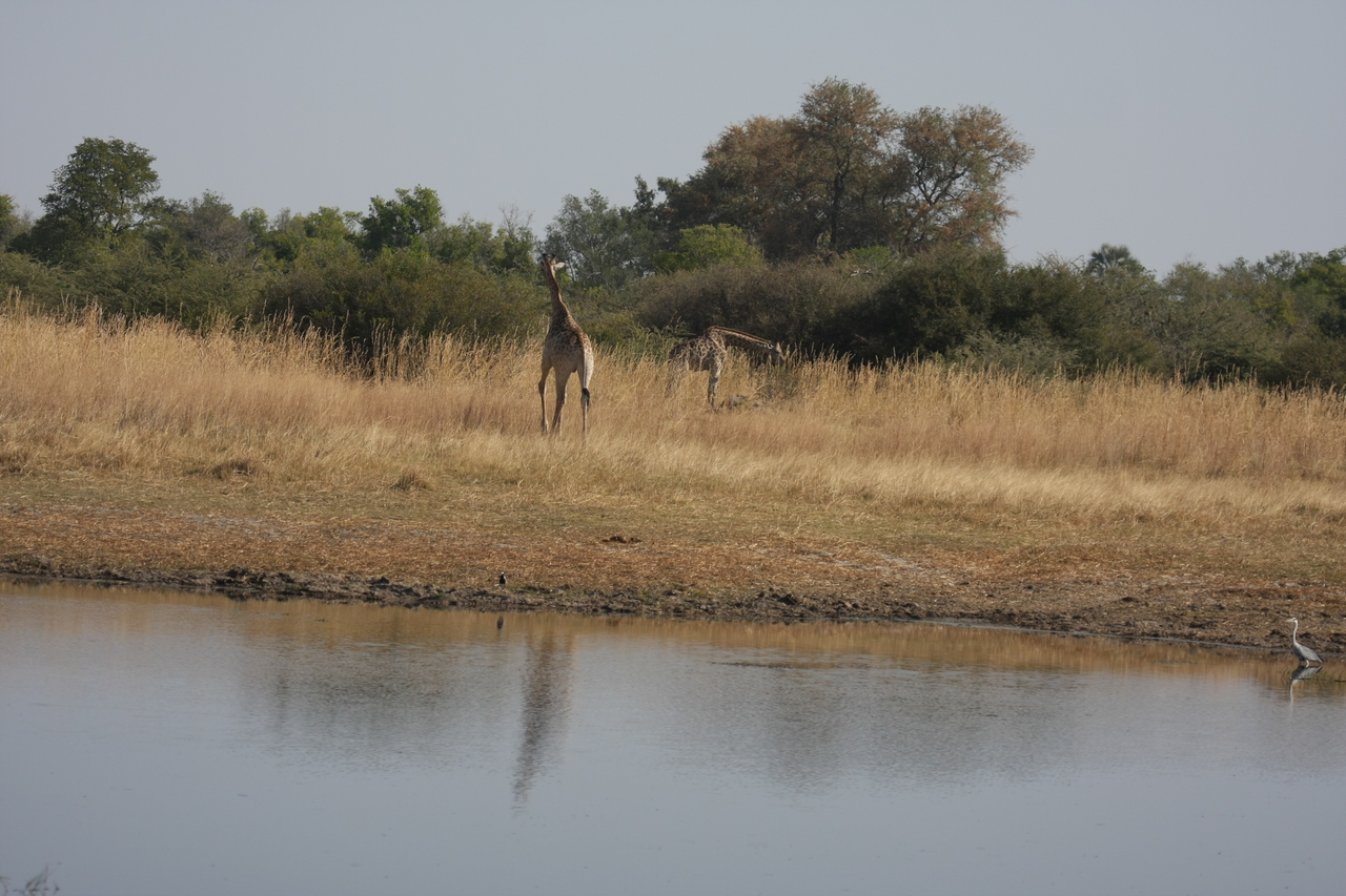 [24683] 2016_06_30_08_58_28_Africa_Canon_EOS_40D_IMG__11765.jpg