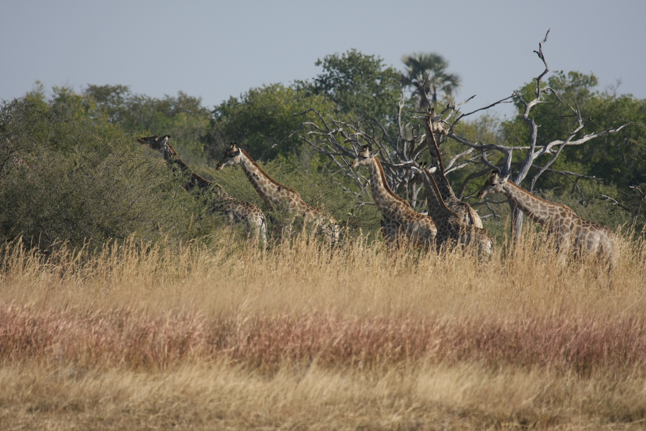 [24692] 2016_06_30_08_58_57_Africa_Canon_EOS_40D_IMG__00597.jpg