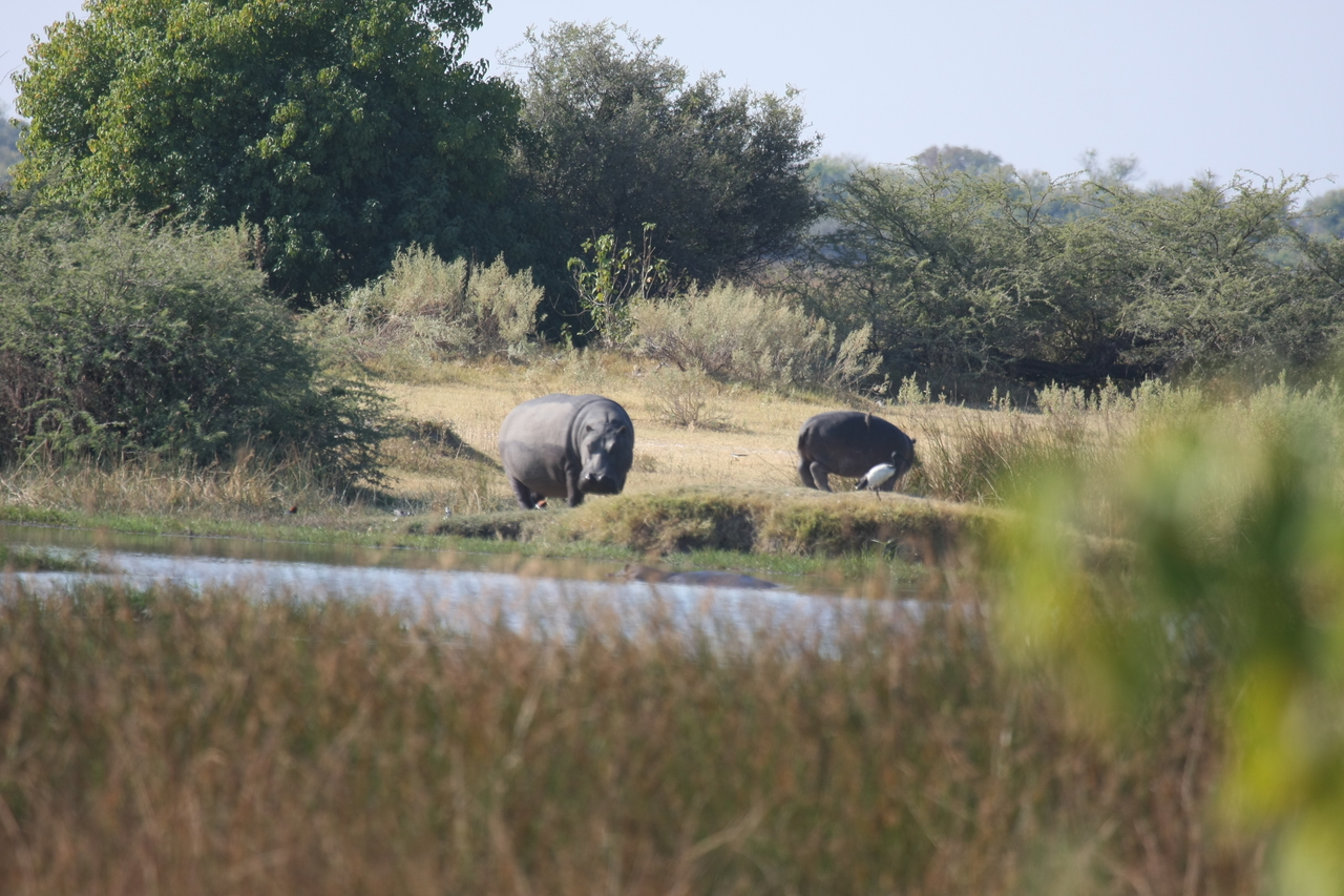[24710] 2016_06_30_09_03_43_Africa_Canon_EOS_40D_IMG__04330.jpg