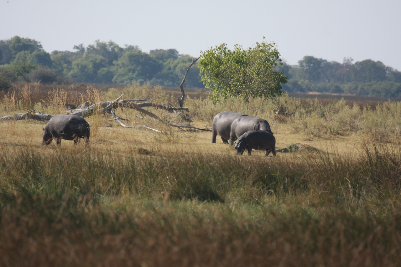 [24713] 2016_06_30_09_03_56_Africa_Canon_EOS_40D_IMG__00605.jpg
