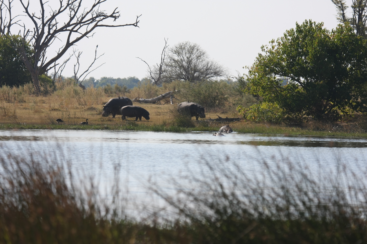 [24742] 2016_06_30_09_06_12_Africa_Canon_EOS_40D_IMG__04341.jpg