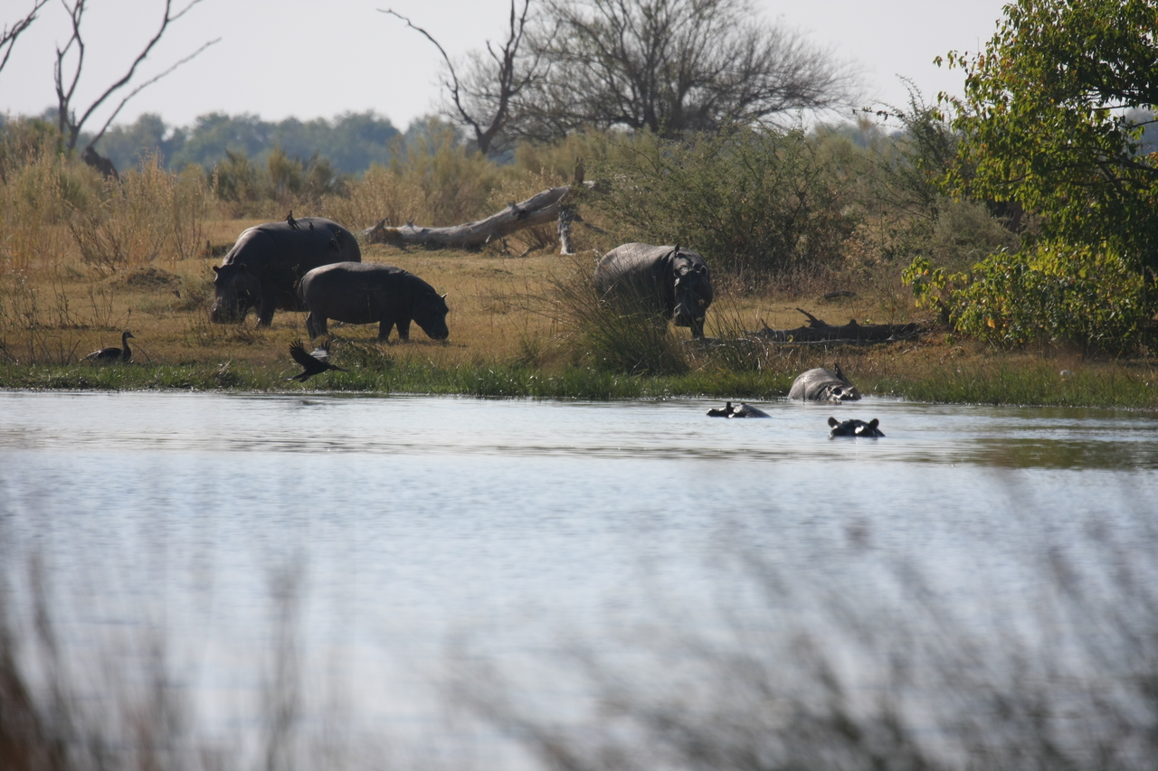 [24756] 2016_06_30_09_06_22_Africa_Canon_EOS_40D_IMG__04346.jpg