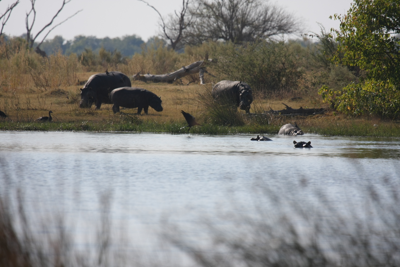 [24757] 2016_06_30_09_06_22_Africa_Canon_EOS_40D_IMG__04347.jpg
