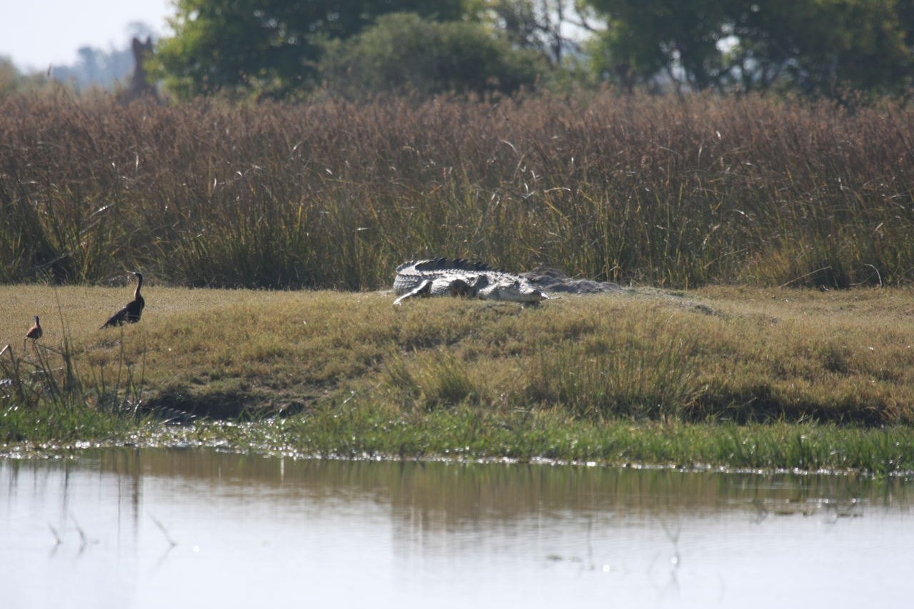 [24782] 2016_06_30_09_09_54_Africa_Canon_EOS_40D_IMG__04356.jpg