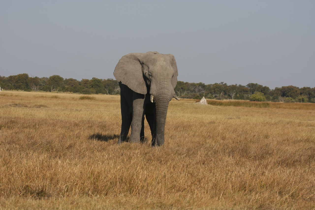 [24807] 2016_06_30_09_57_56_Africa_Canon_EOS_40D_IMG__00636.jpg
