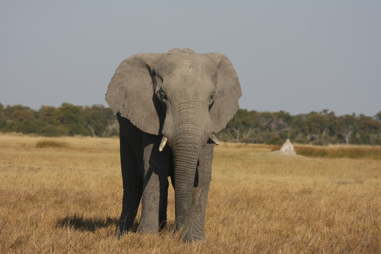 [24818] 2016_06_30_09_58_02_Africa_Canon_EOS_40D_IMG__11810.jpg