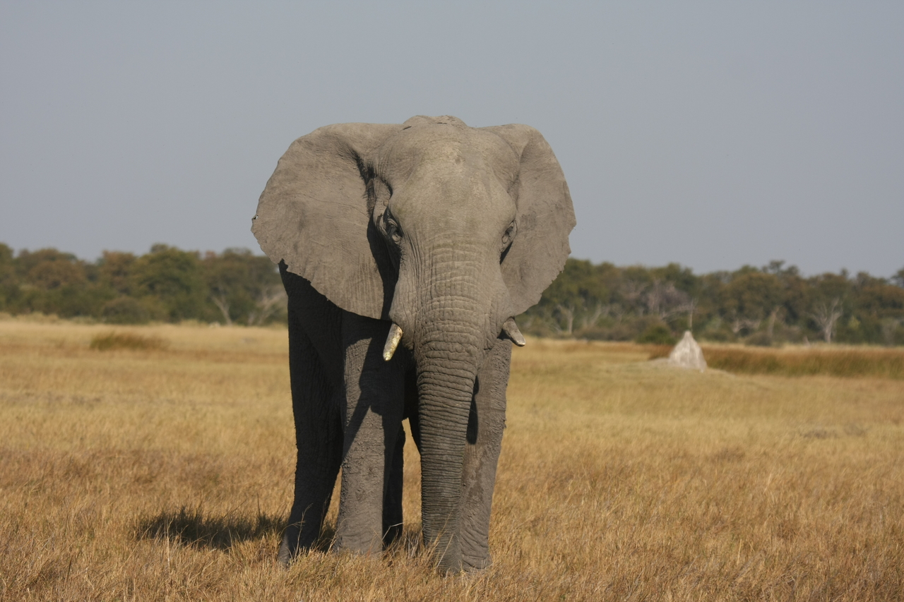 [24819] 2016_06_30_09_58_02_Africa_Canon_EOS_40D_IMG__11811.jpg