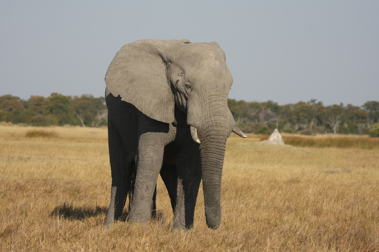 [24831] 2016_06_30_09_58_06_Africa_Canon_EOS_40D_IMG__00644.jpg