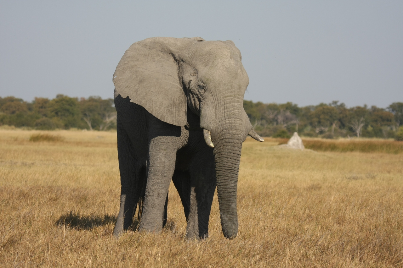 [24832] 2016_06_30_09_58_06_Africa_Canon_EOS_40D_IMG__04369.jpg