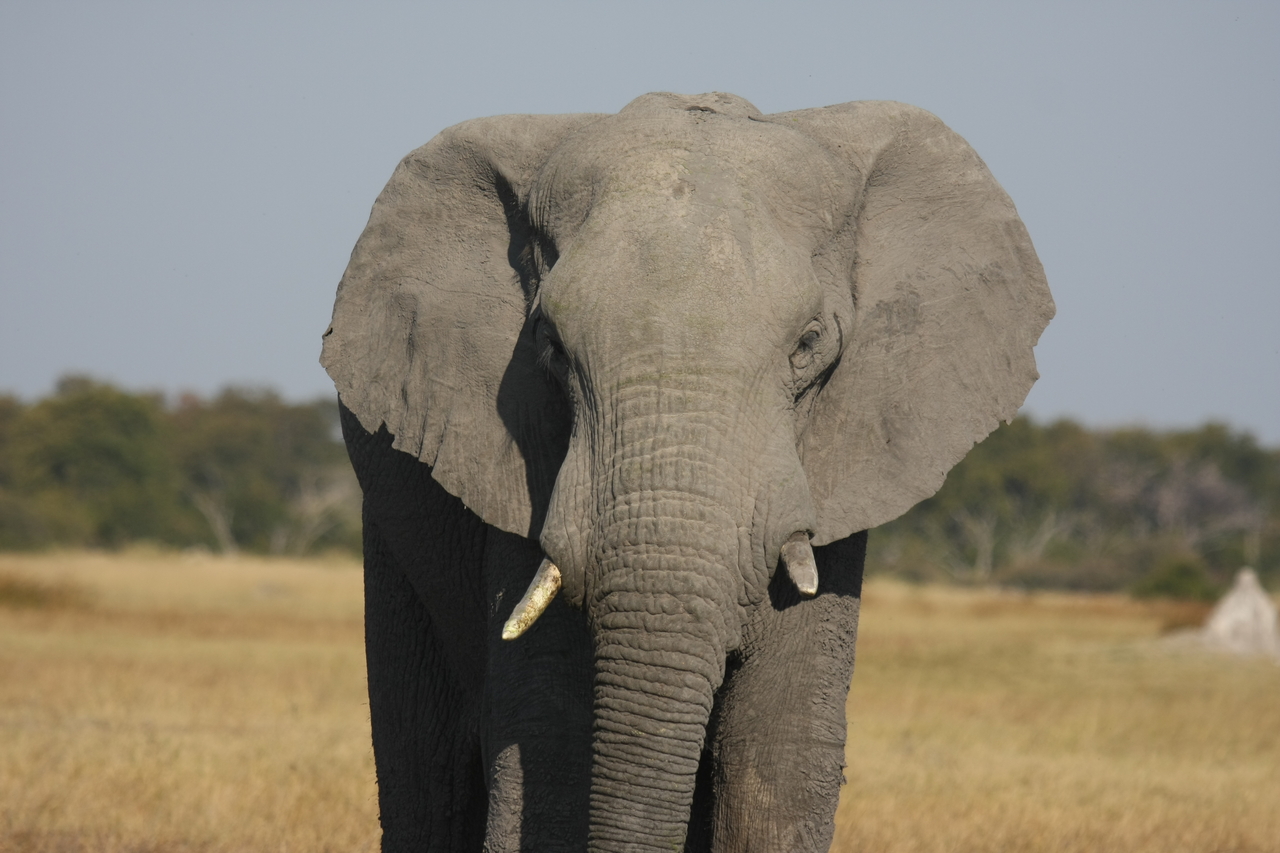 [24842] 2016_06_30_09_58_11_Africa_Canon_EOS_40D_IMG__11818.jpg