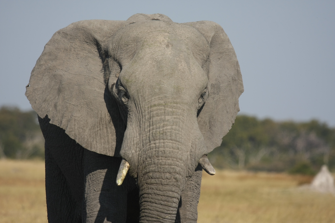 [24850] 2016_06_30_09_58_19_Africa_Canon_EOS_40D_IMG__04377.jpg