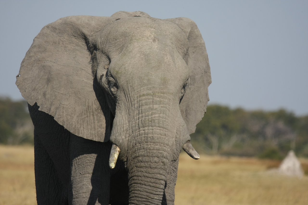 [24854] 2016_06_30_09_58_20_Africa_Canon_EOS_40D_IMG__00652.jpg