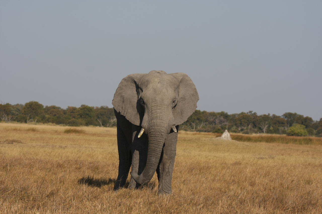 [24857] 2016_06_30_09_58_27_Africa_Canon_EOS_40D_IMG__00653.jpg