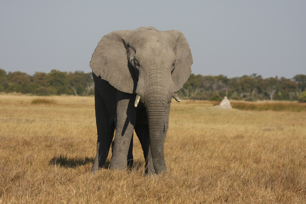 [24873] 2016_06_30_09_59_05_Africa_Canon_EOS_40D_IMG__00660.jpg
