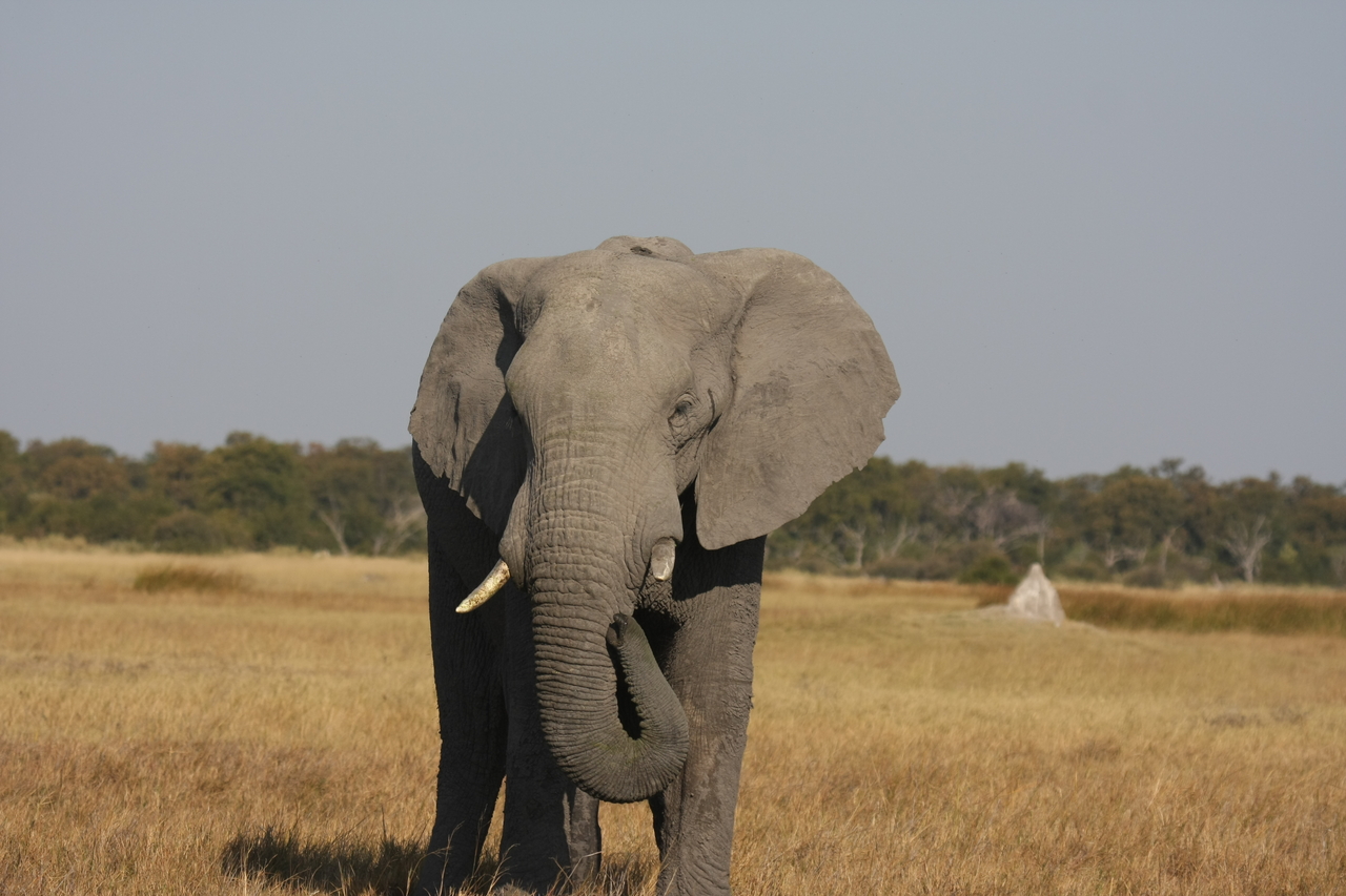 [24878] 2016_06_30_09_59_09_Africa_Canon_EOS_40D_IMG__00661.jpg