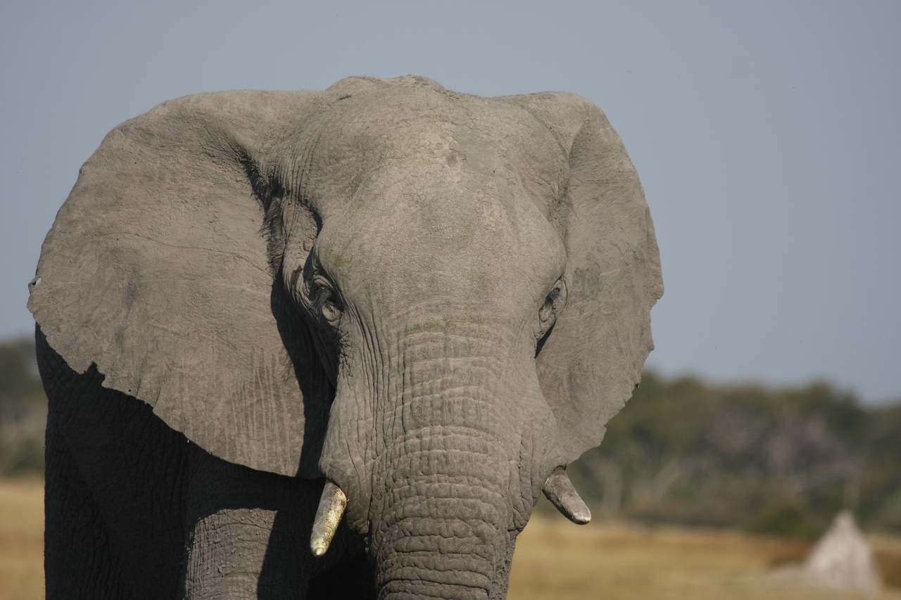 [24884] 2016_06_30_09_59_19_Africa_Canon_EOS_40D_IMG__04388.jpg