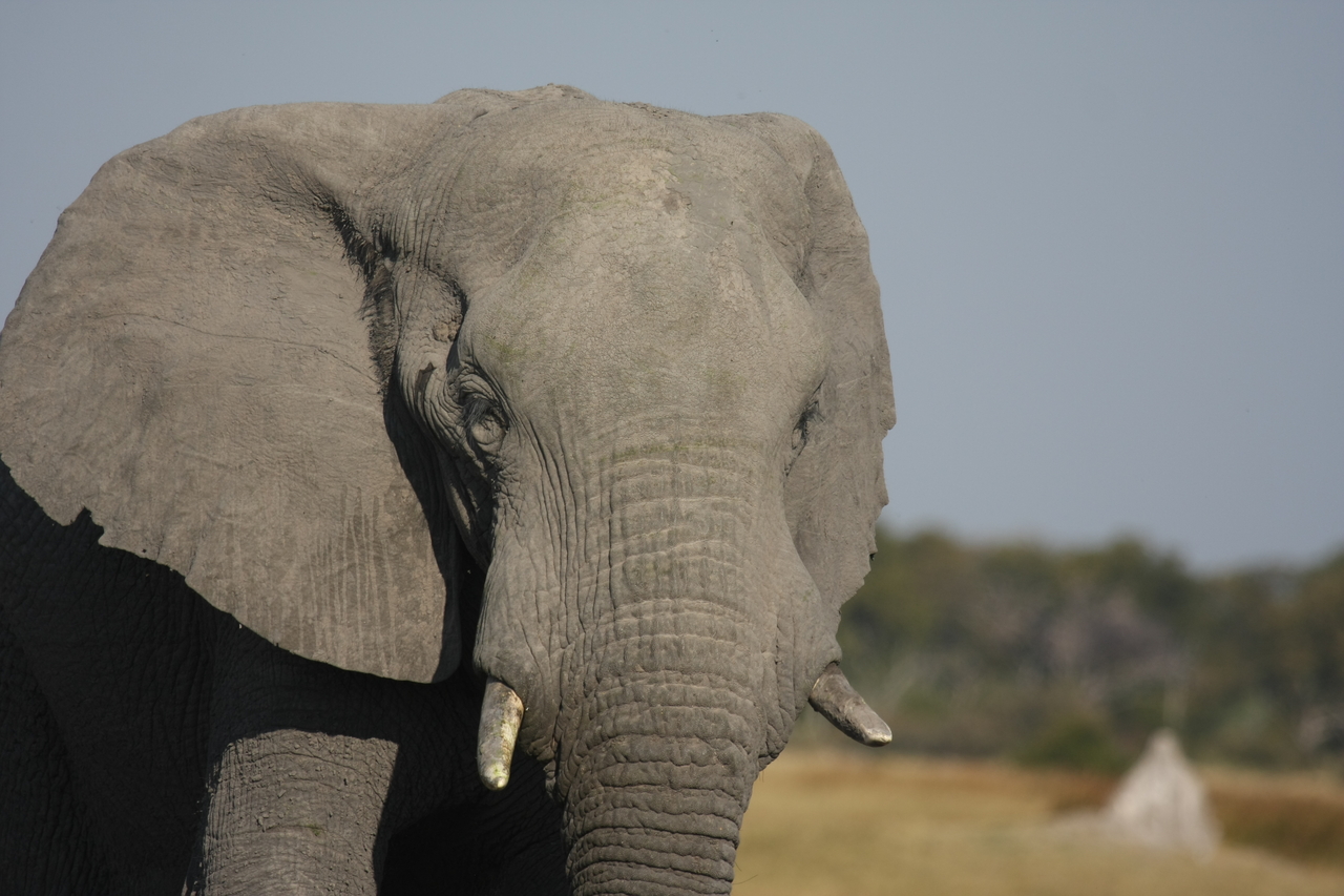 [24889] 2016_06_30_09_59_19_Africa_Canon_EOS_40D_IMG__11837.jpg