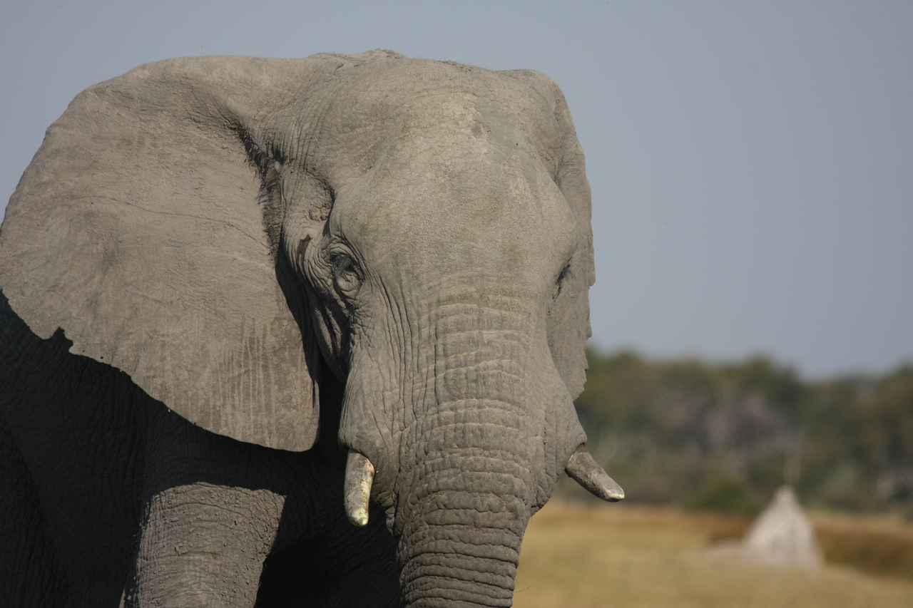 [24892] 2016_06_30_09_59_20_Africa_Canon_EOS_40D_IMG__11838.jpg