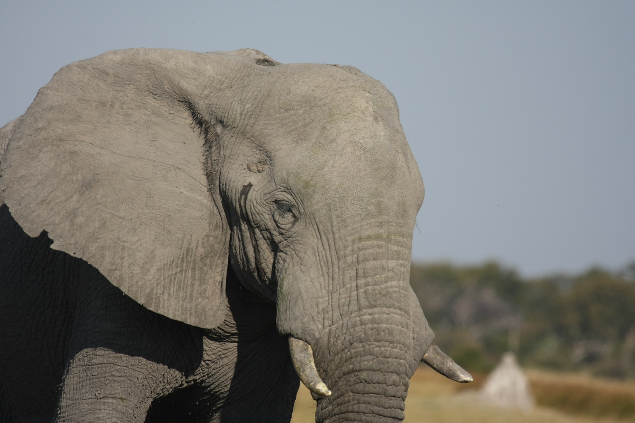 [24896] 2016_06_30_09_59_22_Africa_Canon_EOS_40D_IMG__00667.jpg