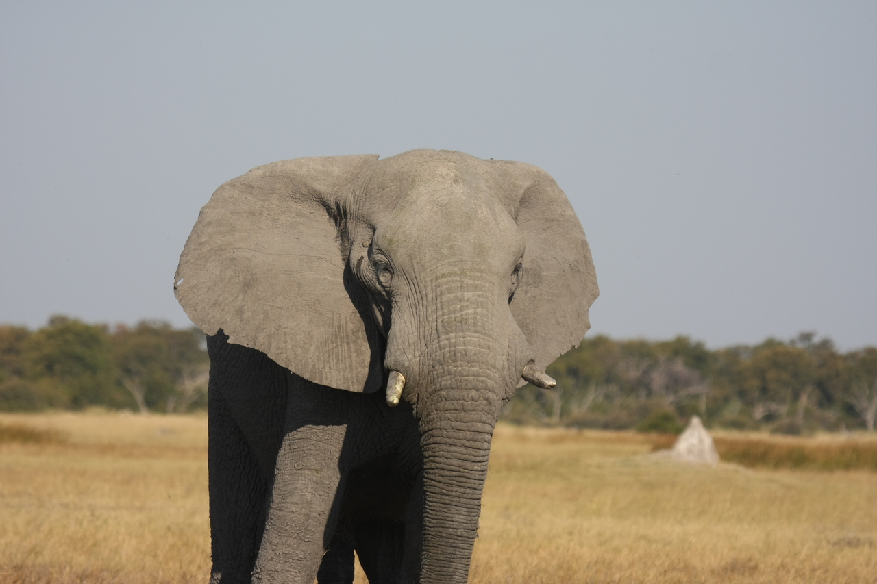 [24904] 2016_06_30_10_00_08_Africa_Canon_EOS_40D_IMG__04398.jpg