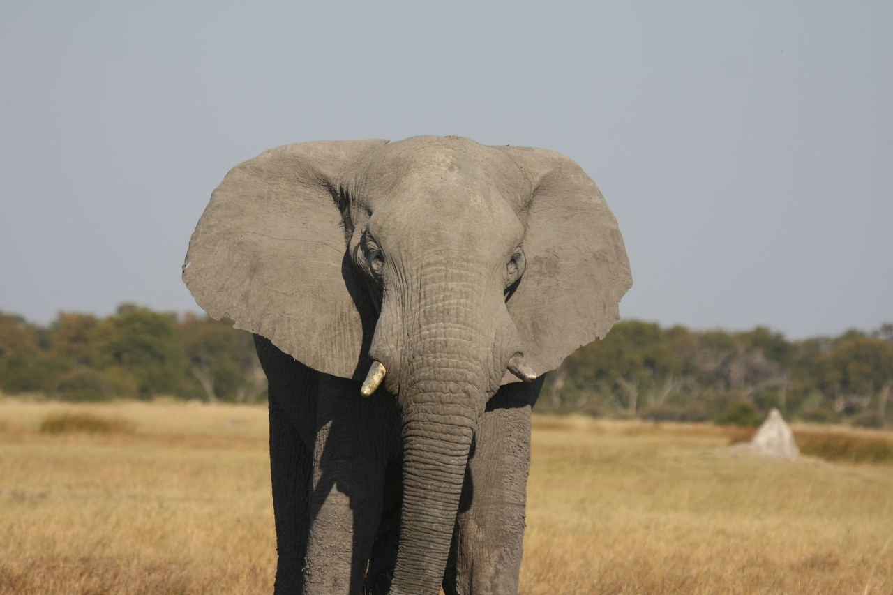 [24911] 2016_06_30_10_00_10_Africa_Canon_EOS_40D_IMG__00674.jpg