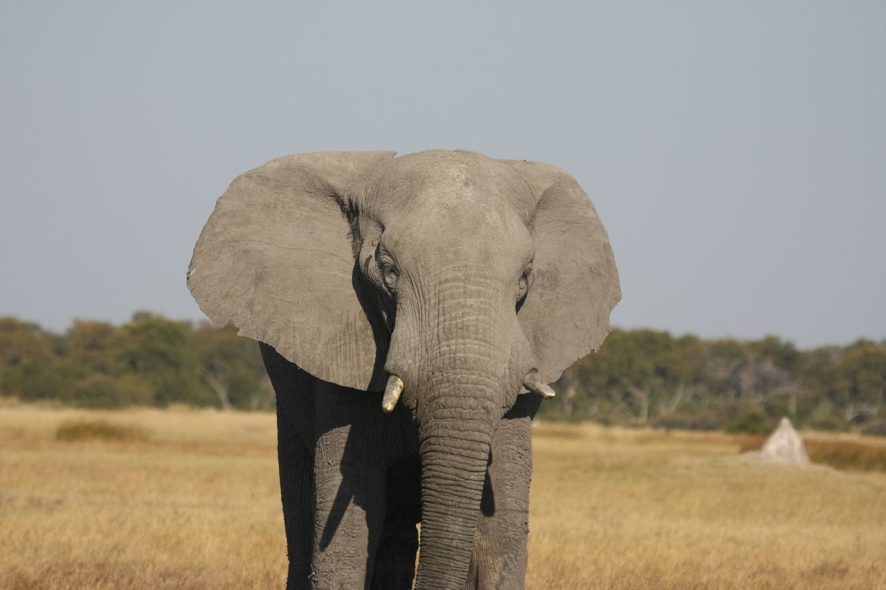 [24915] 2016_06_30_10_00_15_Africa_Canon_EOS_40D_IMG__00676.jpg