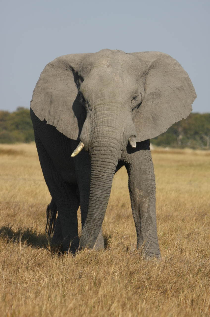 [24941] 2016_06_30_10_01_14_Africa_Canon_EOS_40D_IMG__11856.jpg