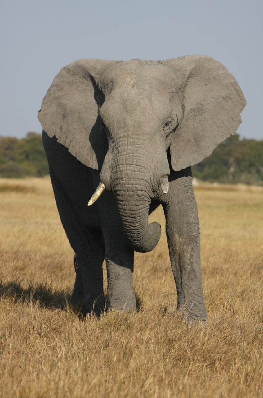 [24943] 2016_06_30_10_01_14_Africa_Canon_EOS_40D_IMG__11858.jpg