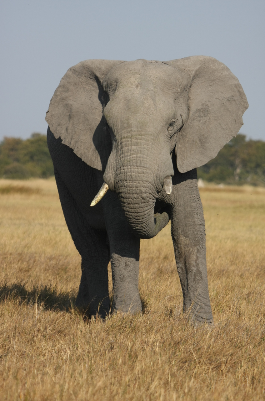 [24944] 2016_06_30_10_01_15_Africa_Canon_EOS_40D_IMG__00686.jpg
