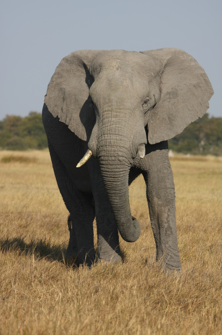 [24949] 2016_06_30_10_01_15_Africa_Canon_EOS_40D_IMG__11860.jpg