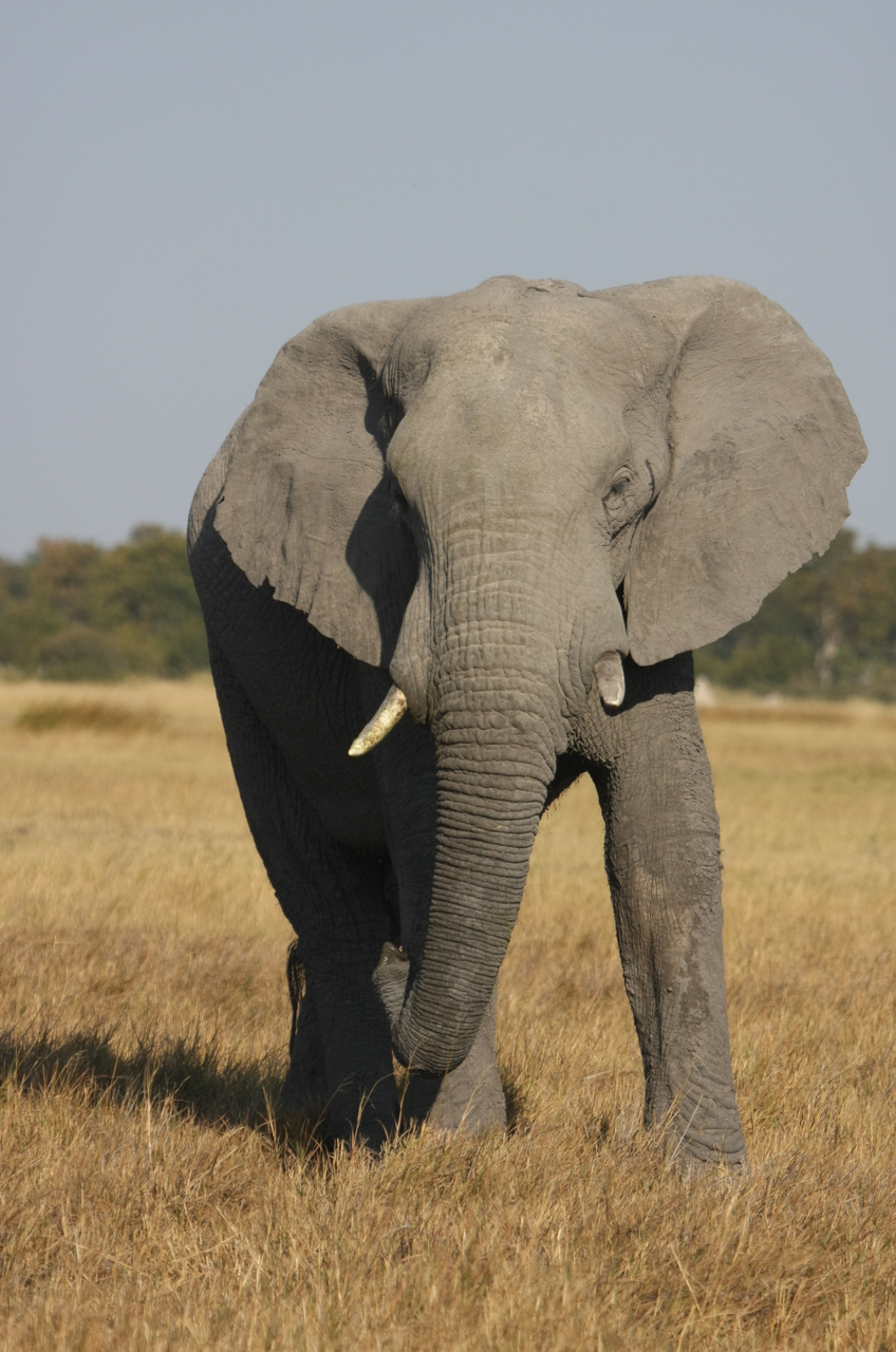 [24950] 2016_06_30_10_01_19_Africa_Canon_EOS_40D_IMG__00688.jpg