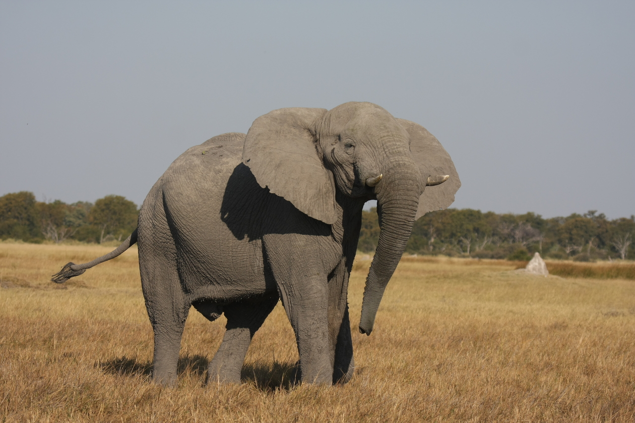 [24962] 2016_06_30_10_01_33_Africa_Canon_EOS_40D_IMG__00693.jpg