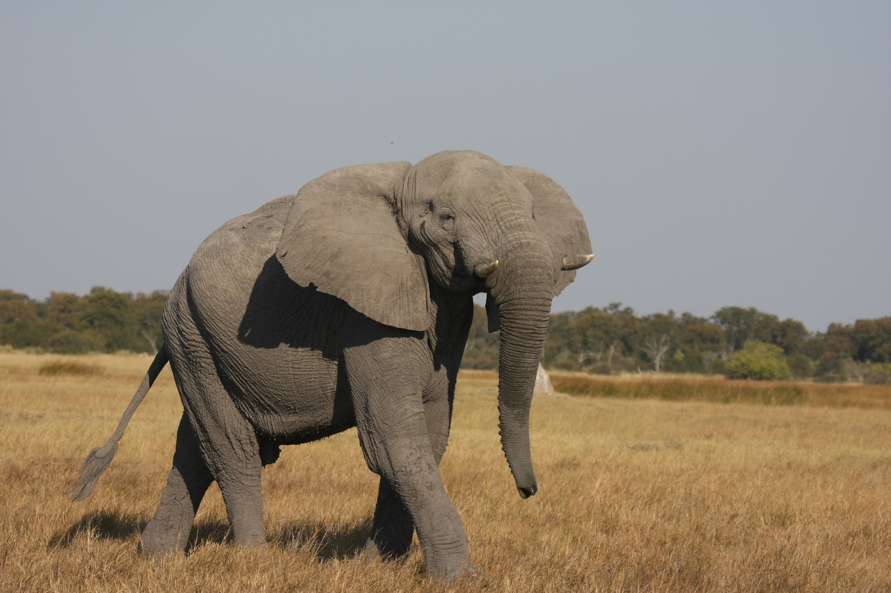 [24968] 2016_06_30_10_01_34_Africa_Canon_EOS_40D_IMG__00695.jpg