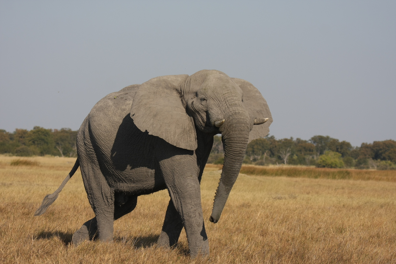 [24972] 2016_06_30_10_01_35_Africa_Canon_EOS_40D_IMG__04422.jpg
