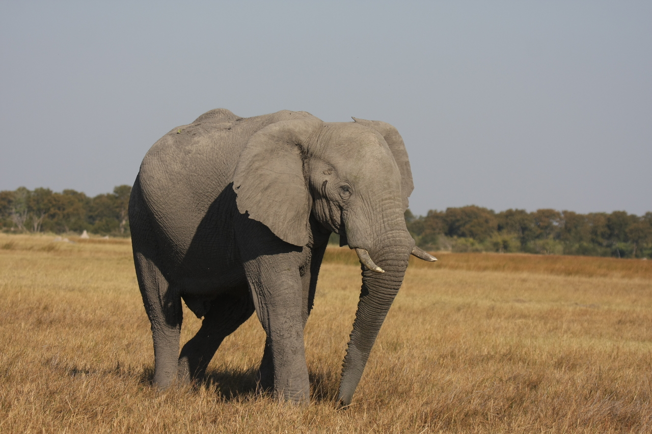 [24979] 2016_06_30_10_01_37_Africa_Canon_EOS_40D_IMG__11871.jpg