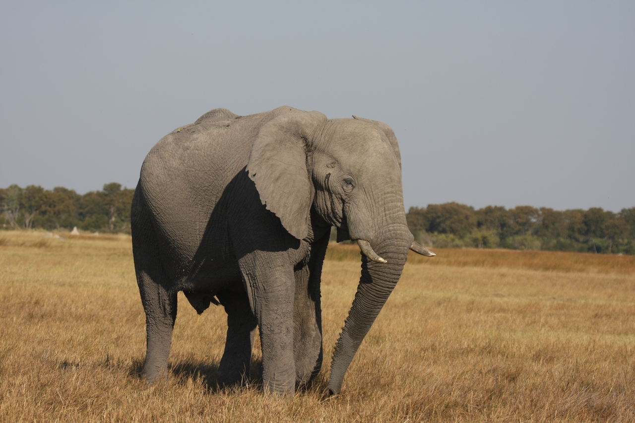 [24982] 2016_06_30_10_01_38_Africa_Canon_EOS_40D_IMG__11872.jpg