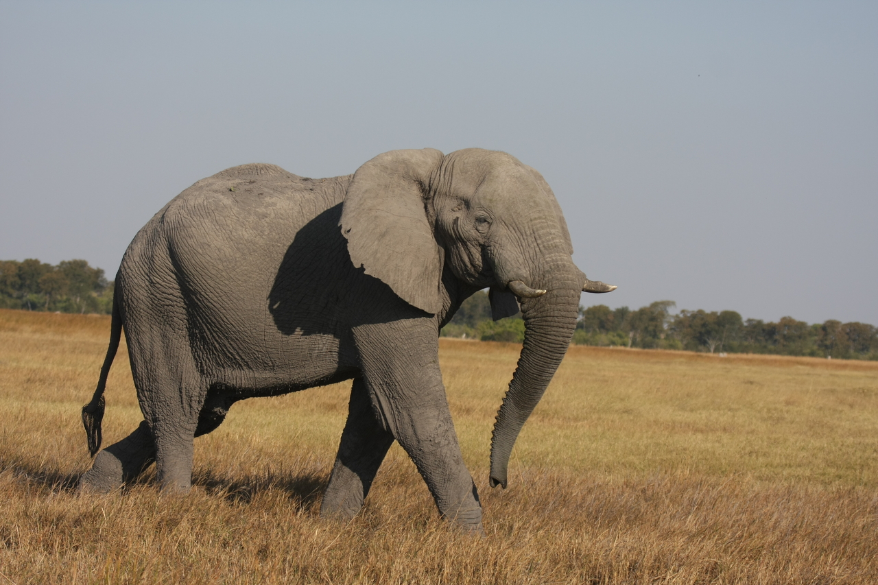 [24989] 2016_06_30_10_01_46_Africa_Canon_EOS_40D_IMG__11873.jpg