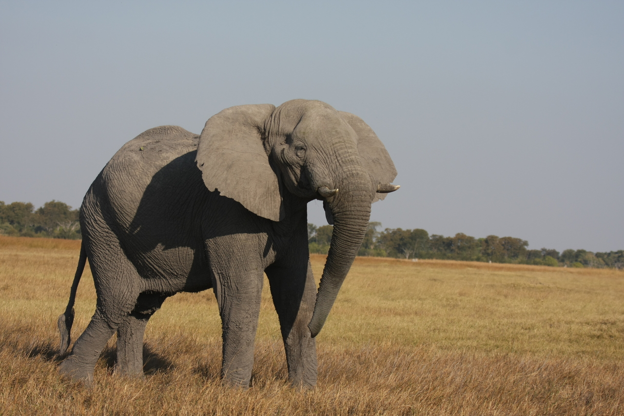 [25000] 2016_06_30_10_01_47_Africa_Canon_EOS_40D_IMG__11879.jpg