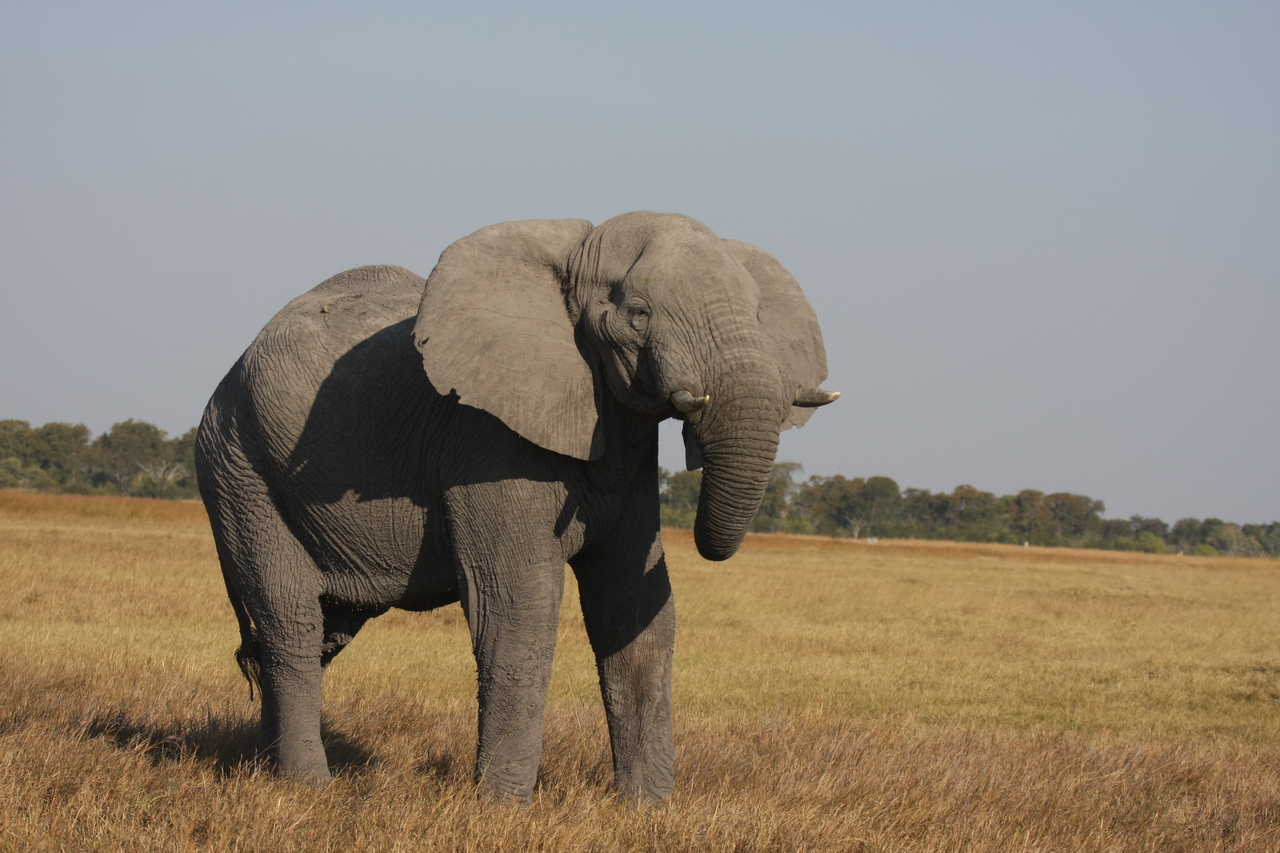 [25003] 2016_06_30_10_01_48_Africa_Canon_EOS_40D_IMG__11880.jpg