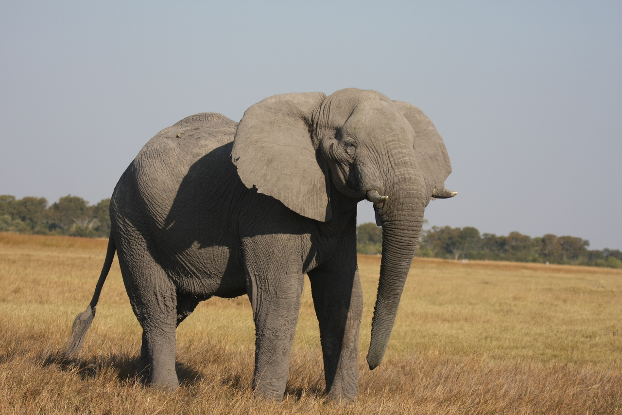 [25004] 2016_06_30_10_01_51_Africa_Canon_EOS_40D_IMG__00708.jpg