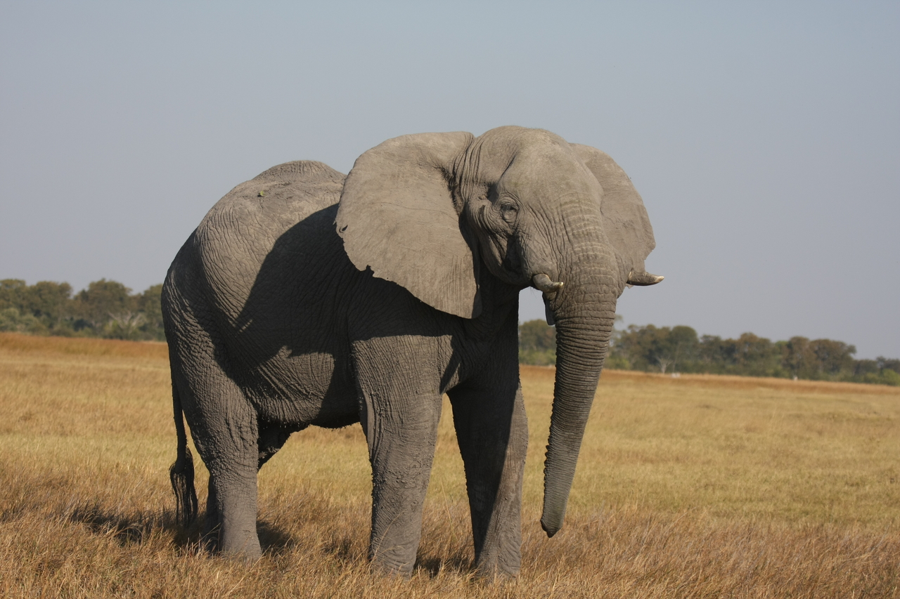 [25012] 2016_06_30_10_01_51_Africa_Canon_EOS_40D_IMG__11883.jpg