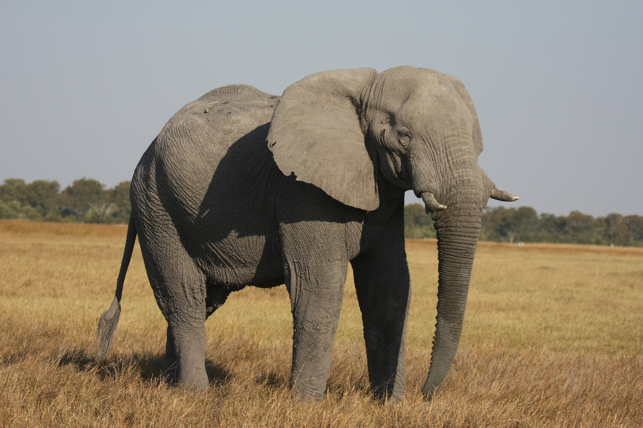 [25021] 2016_06_30_10_01_59_Africa_Canon_EOS_40D_IMG__04441.jpg